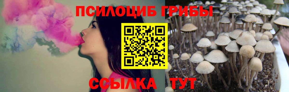 Псилоцибиновые грибы Psilocybe Камышин